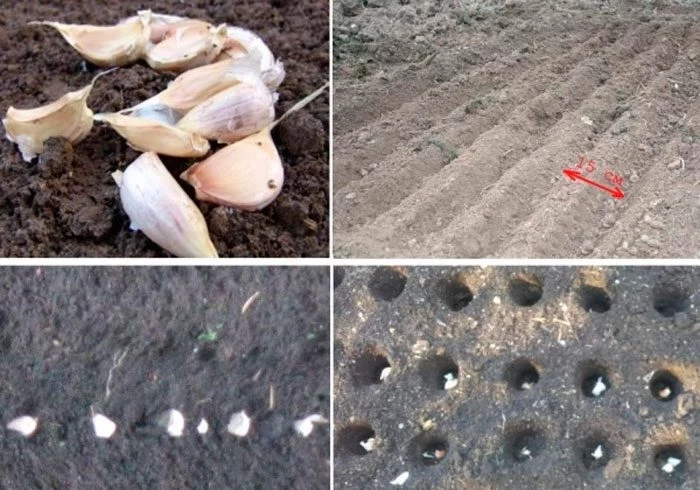 Лунный календарь на ноябрь 2019 года для посадки чеснока