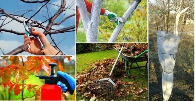 Лунный посевной календарь на октябрь 2020 года садовода и огородника