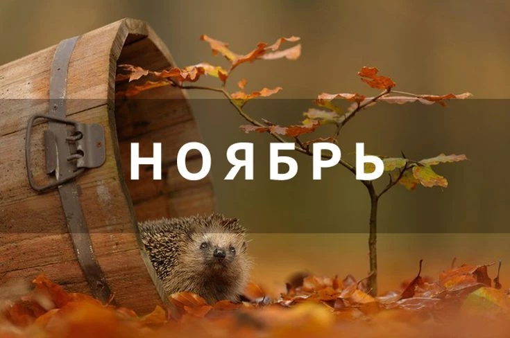 Праздники в ноябре 2019 года в России календарь