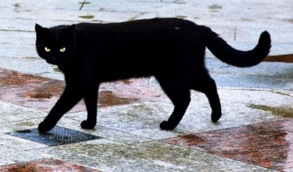 К чему снятся новорождённые котята по сонникам Фрейда, Миллира и Ванги