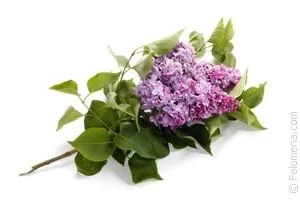 Сонник Сирень ? приснилась, к чему снится Сирень во сне видеть?