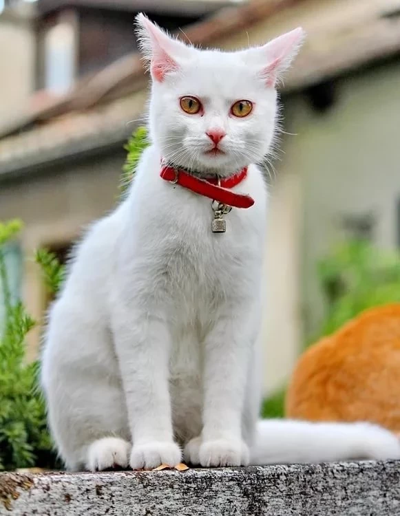 К чему снятся белые кошки и котята