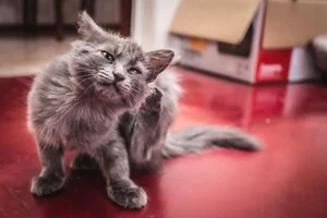 K чему снятся блохи: на человеке, блохастая кошка толкование по сонникам || Если приснились блохи на кошке