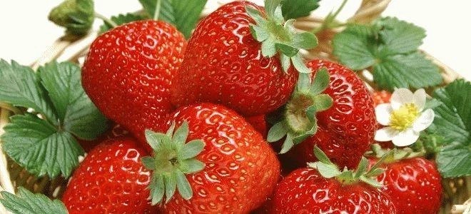 К чему снится много ягод клубники