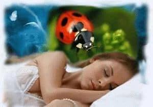 К чему снится много божьих коровок