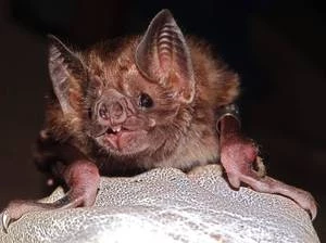 Приметы про летучую мышь: залетела в дом, балкон