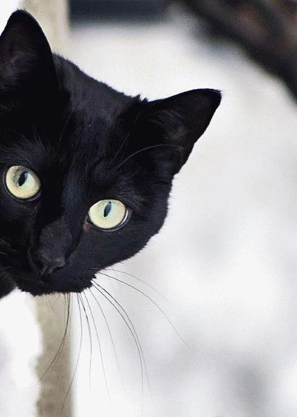 Народные приметы и суеверия на все случаи жизни