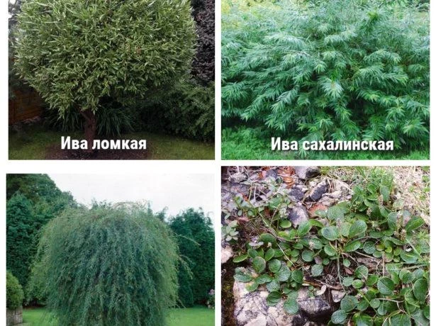Ива возле дома приметы