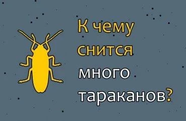 К чему снятся много тараканов в квартире