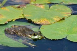 Ловить лягушку во сне