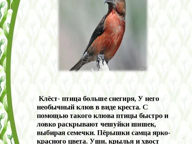 Сонник: птица большая красивая