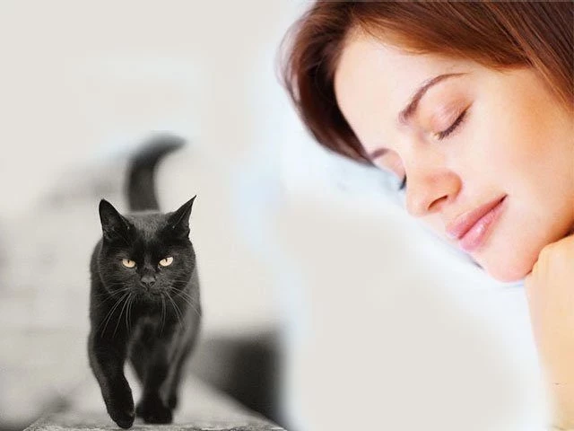 Сонник к чему снятся много черных кошек